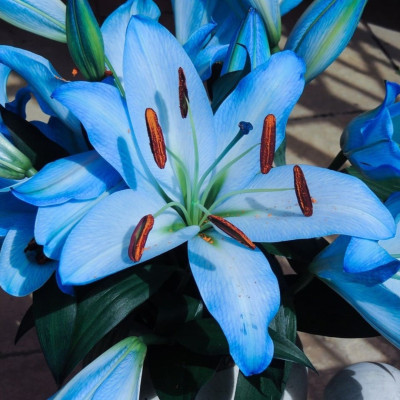 Crin Imperial Parfumat "Blue Sky" 1 Bulb/Pachet
