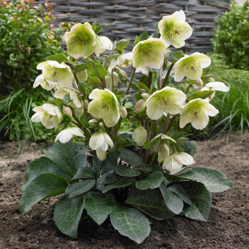 Helleborus - Spanz "Molly's White Lentenrose" - Bulbshop