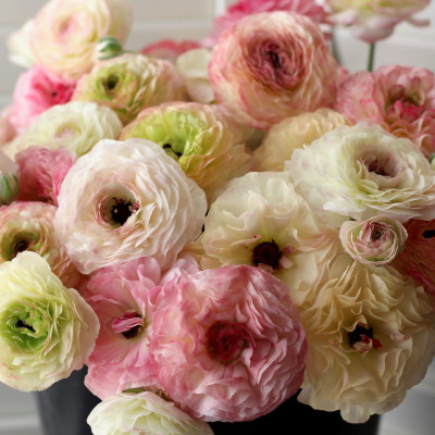 Ranunculus Bulbi Piciorul Cocosului "Picotee Collection" 10 buc.