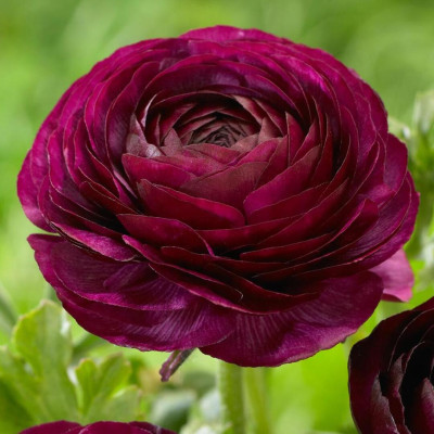 Ranunculus Piciorul Cocosului "Purple Shades" 10 Bulbi