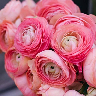 Ranunculus Piciorul Cocosului "Pink Princess" 10 Bulbi
