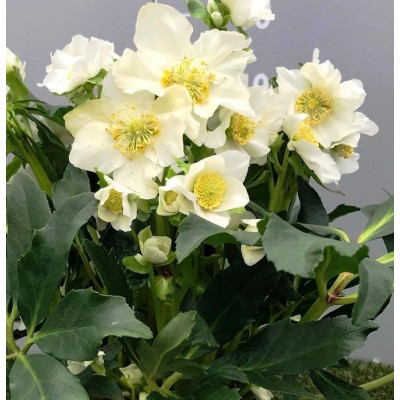 Helleborus - Spanz "Mon Ami" - Bulbshop