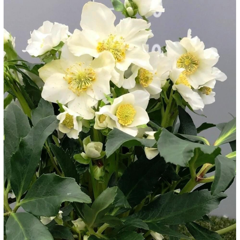 Helleborus - Spanz "Mon Ami" - Bulbshop