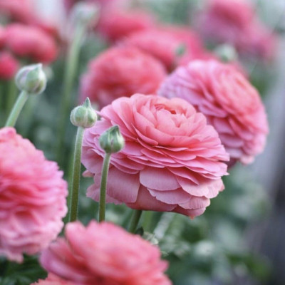 Ranunculus Piciorul Cocosului "Pink Delight" 10 Bulbi