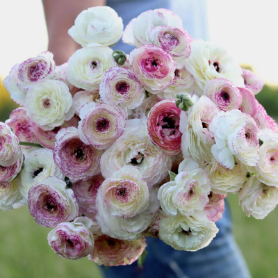 Ranunculus Bulbi Piciorul Cocosului "Italian Elegance" 10 buc.