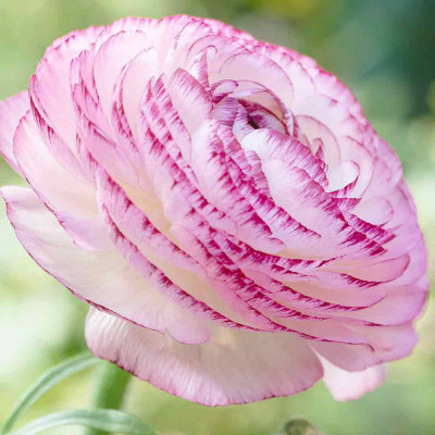 Ranunculus Piciorul Cocosului "Pink Picotee" 10 Bulbi