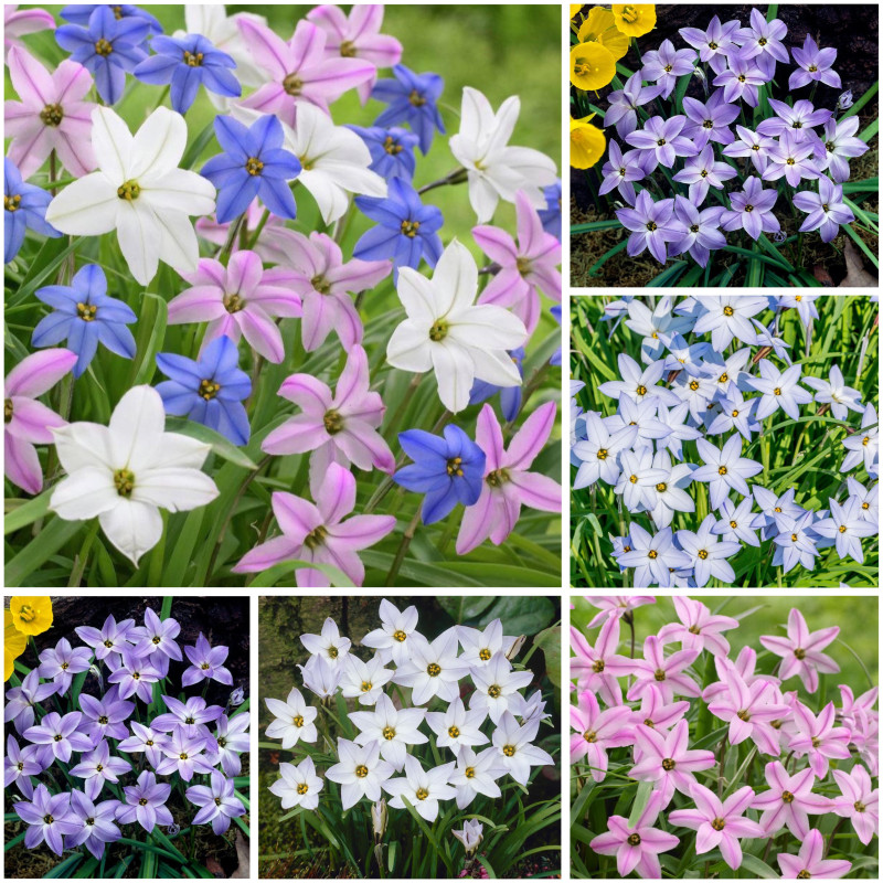 Ipheion Parfumat "Steaua Primaverii" 10 Bulbi in 7 Nuante