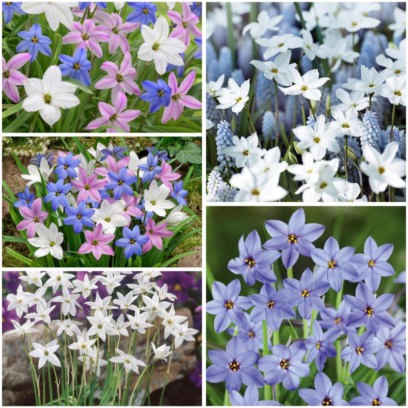 Ipheion Parfumat "Steaua Primaverii" 20 Bulbi in 7 Nuante