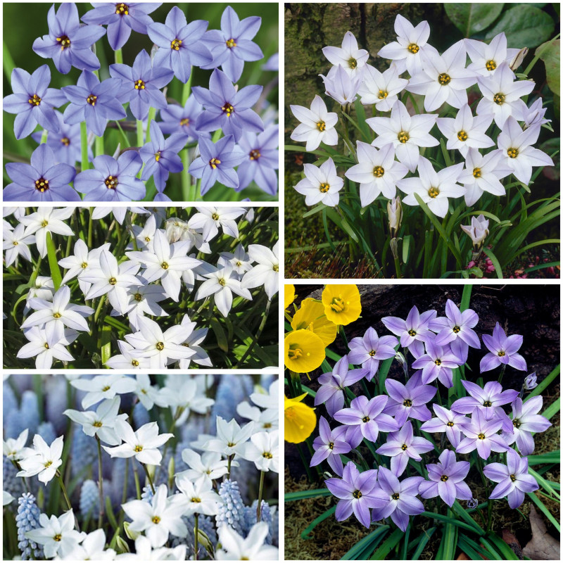 Ipheion Parfumat "Steaua Primaverii" 50 Bulbi in 7 Nuante