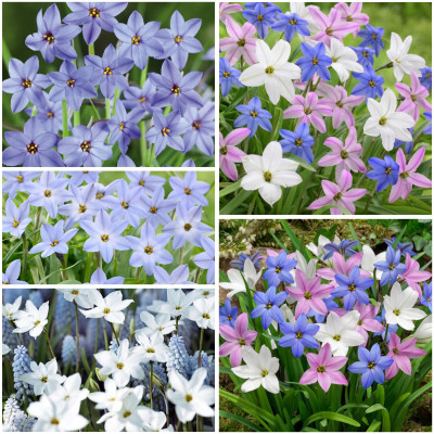 Ipheion Parfumat "Steaua Primaverii" 100 Bulbi in 10 Nuante