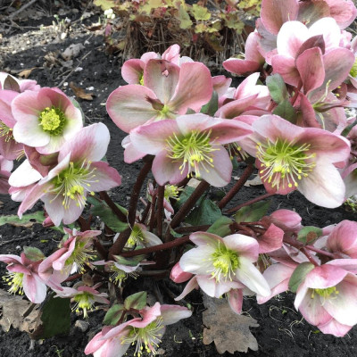 Helleborus - Spanz "Pirouette" - Bulbshop
