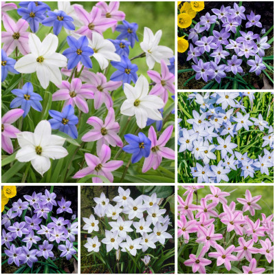 Ipheion Parfumat "Steaua Primaverii" 100 Bulbi in 10 Nuante