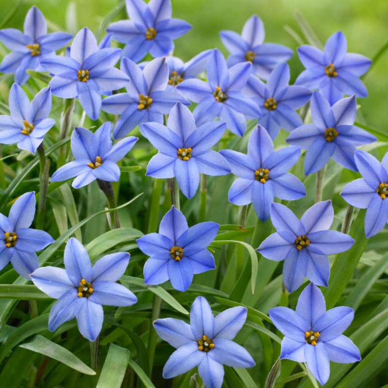 Ipheion Parfumat "Steaua Primaverii" Uniflorum 5 Bulbi