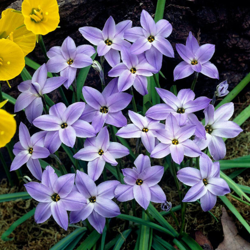 Ipheion Parfumat "Steaua Primaverii" Wisley Blue 5 Bulbi