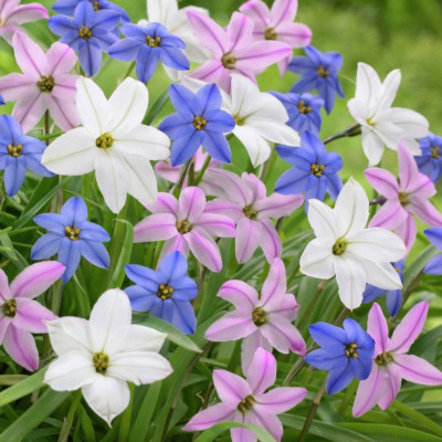 Ipheion Parfumat "Steaua Primaverii" Mix 10 Bulbi