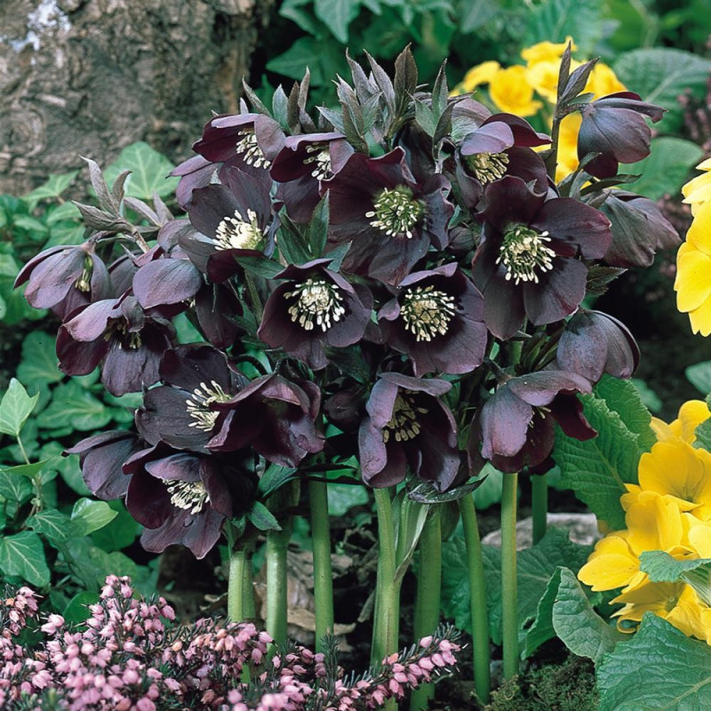 Helleborus - Spanz "Single Black" - Bulbshop