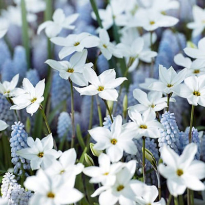 Ipheion Parfumat "Steaua Primaverii" White 5 Bulbi