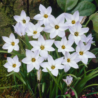 Ipheion Parfumat "Steaua Primaverii" Album 5 Bulbi