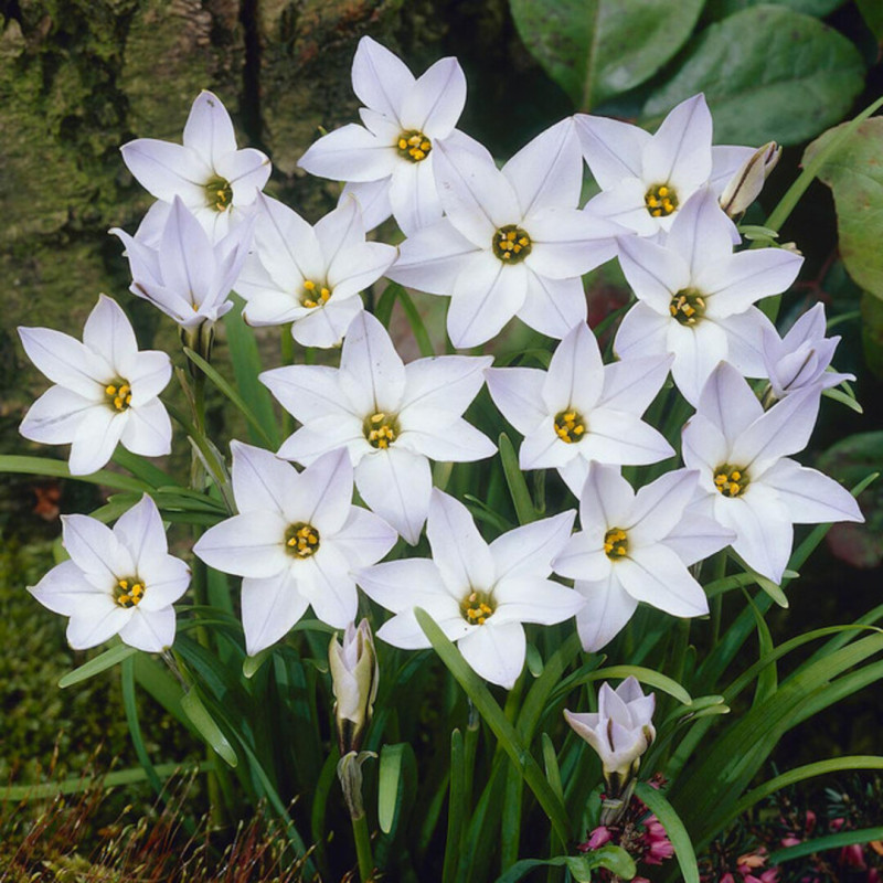 Ipheion Parfumat "Steaua Primaverii" Album 5 Bulbi