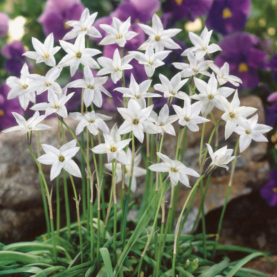 Ipheion Parfumat "Steaua Primaverii" Album 5 Bulbi