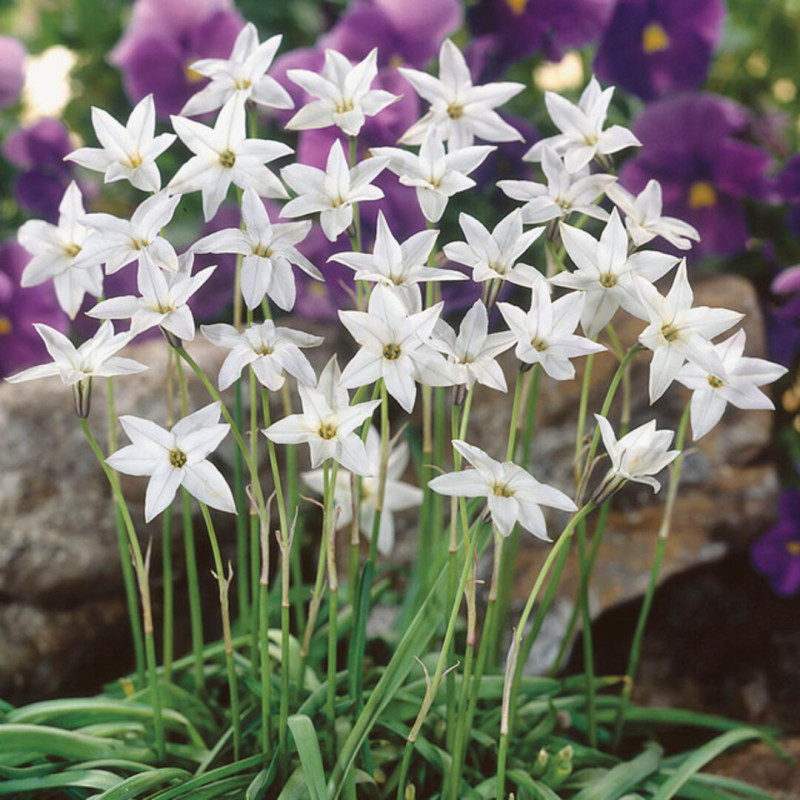 Ipheion Parfumat "Steaua Primaverii" Album 5 Bulbi