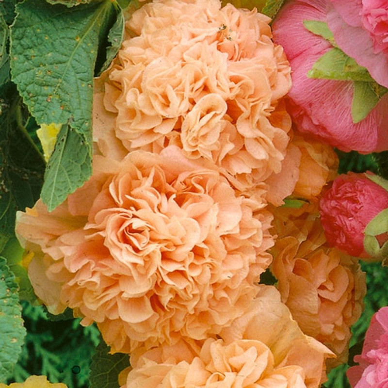 Nalbă Dubla de Gradina Parfumata: Apricot Chaters.