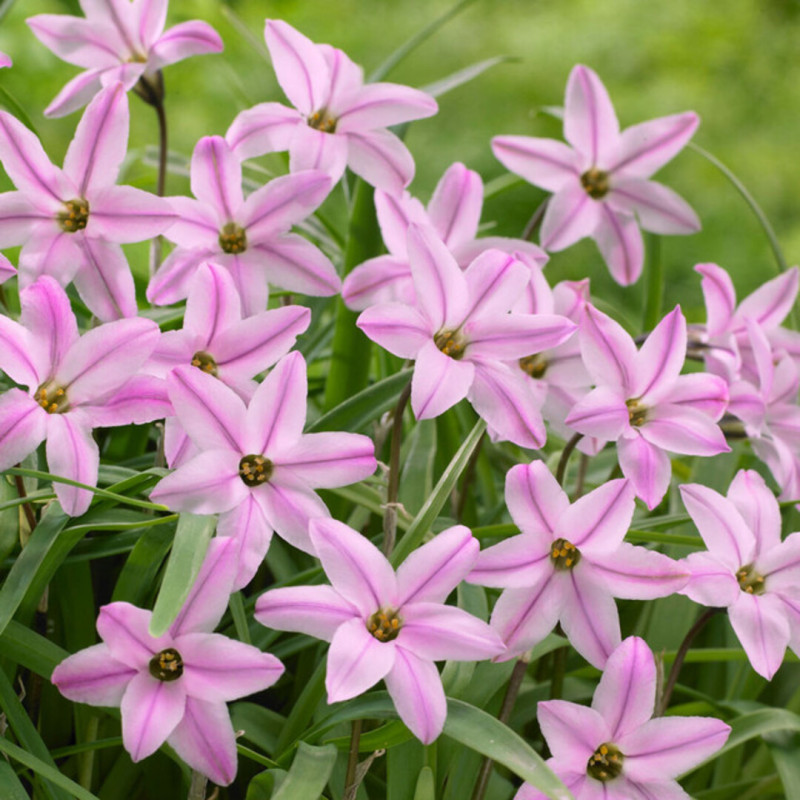 Ipheion Parfumat "Steaua Primaverii" Blue Sky 5 Bulbi