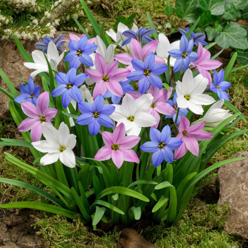 Ipheion Parfumat "Steaua Primaverii" Mixed 30 Bulbi