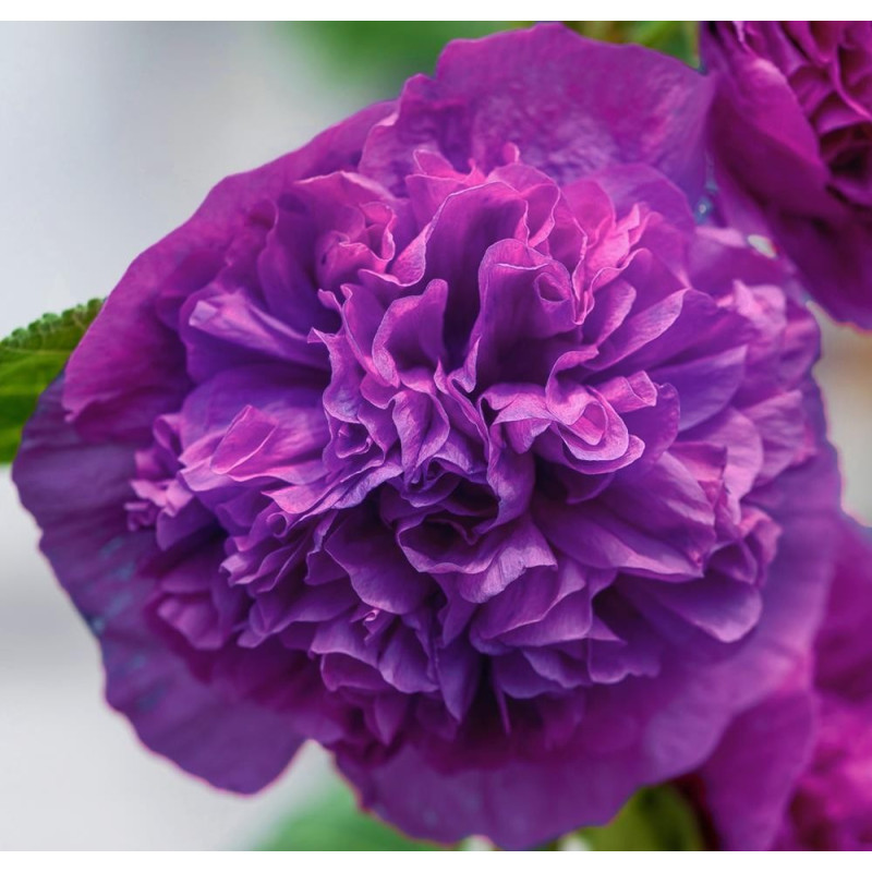 Nalbă Dubla de Gradina Parfumata: Bulbi Chaters Violet.