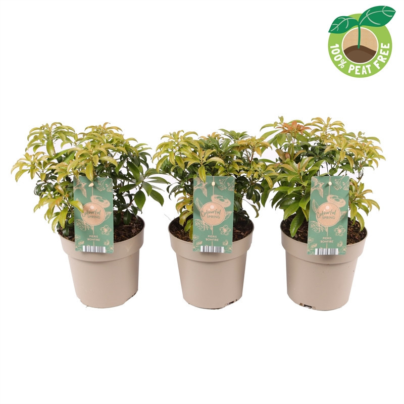 Lacramioare Tufis "Bonfire" Ghiveci 2L 40-50cm - Bulbshop