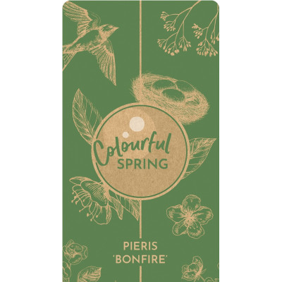 Lacramioare Tufis "Bonfire" Ghiveci 2L 40-50cm - Bulbshop