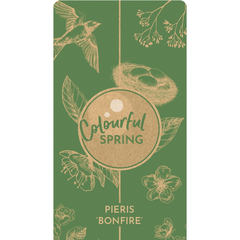 Lacramioare Tufis "Bonfire" Ghiveci 2L 40-50cm - Bulbshop