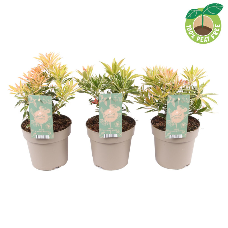 Lacramioare "Flaming Silver" Ghiveci 2L 30-40cm - Bulbshop