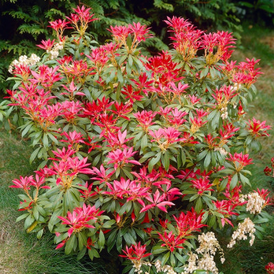 Tufis de Lacramioare "Forest Flame" Ghiveci 2L - Bulbshop