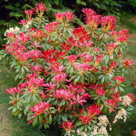 Tufis de Lacramioare "Forest Flame" Ghiveci 2L - Bulbshop
