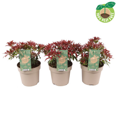 Lacramioare Roz Tufis "Katsura" Ghiveci 2L 40-50cm - Bulbshop