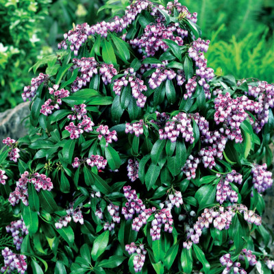 Lacramioare Roz Tufis "Katsura" Ghiveci 2L 40-50cm - Bulbshop