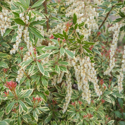 Lacramioare Tufis "Little Heath" Ghiveci 2L 30-40cm - Bulbshop