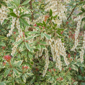 Lacramioare Tufis "Little Heath" Ghiveci 2L 30-40cm - Bulbshop