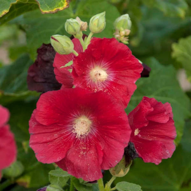Nalbă Dubla de Gradina Parfumata: Bulbi Mars Rosea.