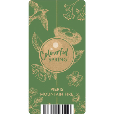 Lacramioare Tufis "Mountain Fire" Ghiveci 2L 30-40cm - Bulbshop