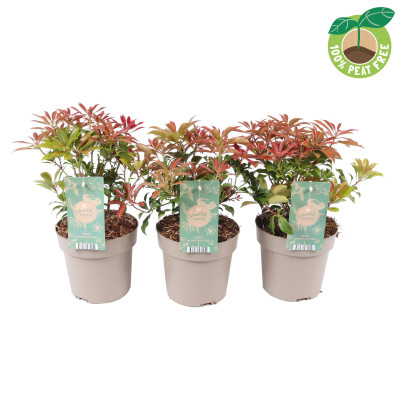Lacramioare Tufis "Mountain Fire" Ghiveci 2L 30-40cm - Bulbshop