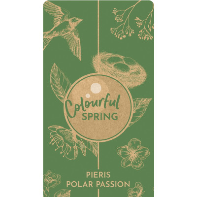 Lacramioare Tufis "Polar Passion" Ghiveci 2L 40-50cm - Bulbshop