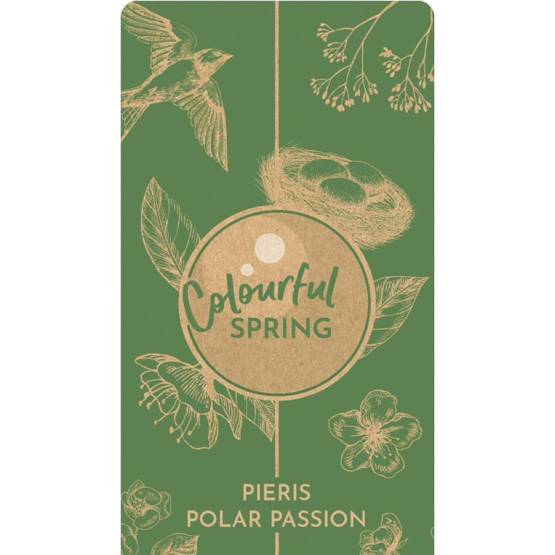 Lacramioare Tufis "Polar Passion" Ghiveci 2L 40-50cm - Bulbshop