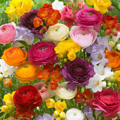 Ranunculus Bulbi Piciorul Cocosului Mix 20 Buc.