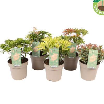 Tufis Lacramioare 5 Soiuri Ghiveci 2L 30-40cm - Bulbshop