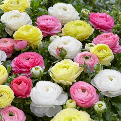 Ranunculus Bulbi Piciorul Cocosului Mix
