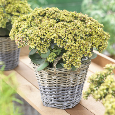 Sedum "Yellow Delicat" Ghiveci 2L 40-50cm - Bulbshop