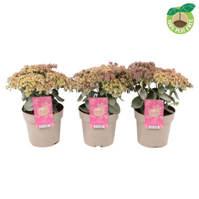 Sedum "Yellow Delicat" Ghiveci 2L 40-50cm - Bulbshop