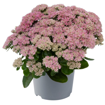 Sedum "Pink Passion" Ghiveci 2L 40-50cm - Bulbshop
